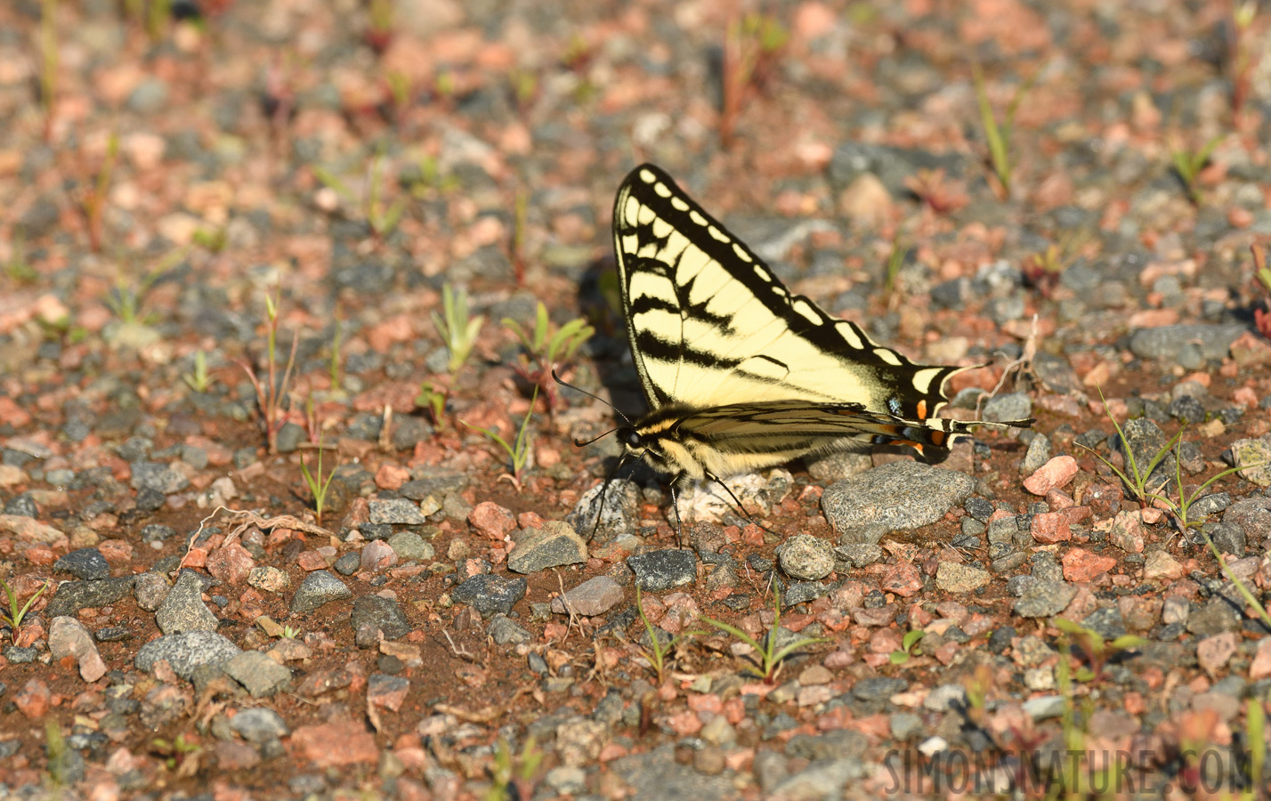 Papilio canadensis [400 mm, 1/640 sec at f / 9.0, ISO 400]